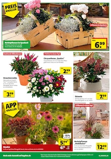 Aktueller Hagebaumarkt Prospekt "ERLEBE IMMERGRĂśNE GARTENMOMENTE" Aktueller Hagebaumarkt Prospekt