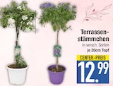 Terrassen-Stämmchen  im aktuellen EDEKA Prospekt für 12,99 €