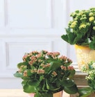 Kalanchoe Rosalina en promo chez Super U Tours à 5,99 €