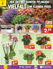 Hortensie im Netto Marken-Discount Prospekt in Warendorf Aktueller Netto Marken-Discount Prospekt mit Hortensie, "Aktuelle Angebote", Seite 61