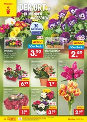 Aktueller Netto Marken-Discount Prospekt mit Blumen, "Aktuelle Angebote", Seite 42