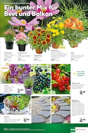 Aktueller BayWa Bau- und Gartenmärkte Prospekt mit Pflanzen, "Entscheiden Sie selbst", Seite 17