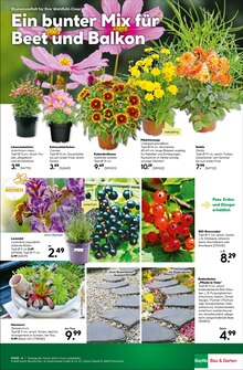 Zimmerpflanzen im BayWa Bau- und Gartenmärkte Prospekt "Entscheiden Sie selbst" mit 18 Seiten (Nürnberg)