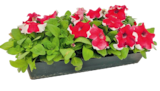 Plantes fleuries - Truffaut en promo chez Truffaut Vigneux-sur-Seine à 3,99 €