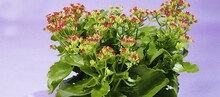 Kalanchoë - Géant Casino à Montpellier Kalanchoë en promo chez Géant Casino Montpellier à 2,00 €