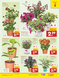 Balkonpflanzen Angebot im aktuellen Netto Marken-Discount Prospekt auf Seite 7