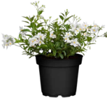 Jasminblütiger Nachtschatten  im aktuellen OBI Prospekt für 3,99 €