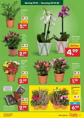 Pflanzen im Netto Marken-Discount Prospekt in Nordhausen Aktueller Netto Marken-Discount Prospekt mit Pflanzen, "Aktuelle Angebote", Seite 9