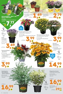 Blumen im Globus-Baumarkt Prospekt "Immer eine Idee besser" mit 16 Seiten (Hamburg)