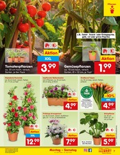 Blumentopf im Netto Marken-Discount Prospekt in Fulda Aktueller Netto Marken-Discount Prospekt mit Blumentopf, "Aktuelle Angebote", Seite 9