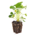 Fraisier 'Anaïs' Bio. La motte de 7x7 cm - BOTANIC® en promo chez Botanic Fraisier 'Anaïs' Bio. La motte de 7x7 cm - BOTANIC® dans le catalogue Botanic