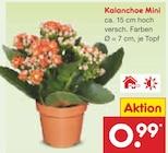 Aktuelles Kalanchoe Mini Angebot bei Netto Marken-Discount in Bremen ab 0,99 €