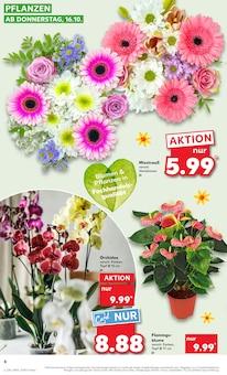 Pflanzen Angebot im Kaufland Prospekt, gültig von 16.10.2025 bis 22.10.2025 Pflanzen Angebot im aktuellen Kaufland Prospekt auf Seite 6