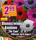 Blumenzwiebeln Anemone Angebote von FloraSelf bei Hornbach Viersen für 2,99 €