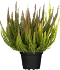Knospenblüher-Heide "Skyline"  im aktuellen OBI Prospekt für 3,49 €
