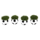 Mini plante - Carrefour à Rueil-Malmaison Mini plante en promo chez Carrefour Rueil-Malmaison à 2,99 €