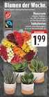 Angebot im EDEKA Holzminden Prospekt EDEKA Holzminden Prospekt mit im Angebot fĂŒr 1,99 âŹ