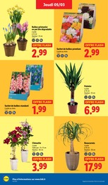 Offre Plante Grimpante dans le catalogue Lidl du moment à la page 28