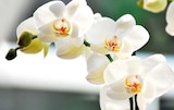 Schmetterlingsorchidee „Phalaenopsis“ im Hagebaumarkt Prospekt Schmetterlingsorchidee „Phalaenopsis“ im aktuellen Hagebaumarkt Prospekt für 4,99 €