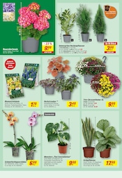 Orchidee im toom Baumarkt Prospekt in Dortmund Aktueller toom Baumarkt Prospekt mit Orchidee, "Respekt, wer's selber macht.", Seite 6