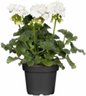 Aktuelles Geranien Angebot bei Hagebaumarkt in Hamburg ab 1,49 €