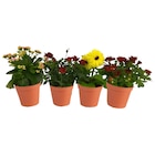 Plante fleurie - Carrefour à Bagneux Plante fleurie en promo chez Carrefour Bagneux à 2,49 €