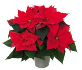 WEIHNACHTSSTERN-BUSCH von Grow by OBI im aktuellen OBI Prospekt