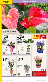 Plante Verte Angebote im Prospekt "XXL QUANTITÉ MAXI À PRIX MINI" von Lidl auf Seite 30