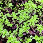 Botanic Houdemont - Promo Pittosporum tenuifolium Bannow Bay en pot de 7,5 L Promo Pittosporum tenuifolium Bannow Bay en pot de 7,5 L à 35,99 € dans le catalogue Botanic à Houdemont