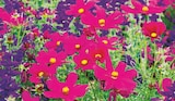 toom Baumarkt Wolfenbüttel - "Blütensommer"-Mix Angebot im Prospekt "Blütensommer"-Mix bei toom Baumarkt im Wolfenbüttel Prospekt für 2,99 €