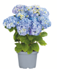 toom Baumarkt - Bauernhortensie Angebot im Prospekt Bauernhortensie bei toom Baumarkt im Prospekt für 9,99 €