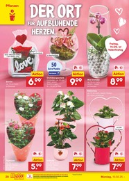 Netto Marken-Discount Orchidee im Prospekt 