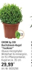 Buchsbaum-Kugel "Faulkner" Angebote von GROW by OBI bei OBI Hürth für 29,99 €