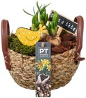 Blütenoffensive dekorativer Korb von PT Creation für 6,99 € bei REWE im Angebot Blütenoffensive dekorativer Korb von PT Creation im aktuellen REWE Prospekt
