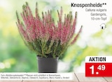 Knospenheide bei Zimmermann im Emden Prospekt für 1,49 €
