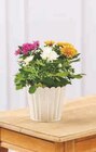 Chrysanthème Tricolore - Super U à Sète Chrysanthème Tricolore en promo chez Super U Sète à 4,99 €