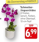 Schmetterlingsorchidee im Angebot bei EDEKA in Freiburg Schmetterlingsorchidee Angebote bei EDEKA Freiburg für 6,99 €
