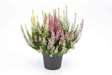 Lidl - Heidekraut (Calluna vulgaris) Angebot im Prospekt Heidekraut (Calluna vulgaris) bei Lidl im Prospekt "" für 2,79 €