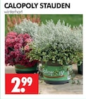 CALOPOLY STAUDEN im Angebot bei Wreesmann in Cottbus CALOPOLY STAUDEN Angebote bei Wreesmann Cottbus für 2,99 €