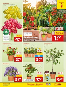 Blumen im Netto Marken-Discount Prospekt "Aktuelle Angebote" mit 63 Seiten (Augsburg)