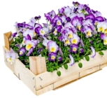 Stiefmütterchen Angebote bei Kaufland Offenbach für 6,99 €