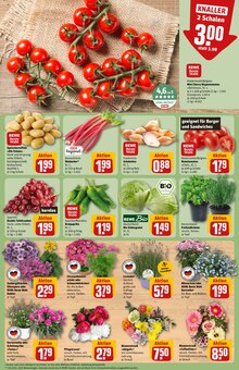 Pflanzen im aktuellen REWE Prospekt (Jena) Pflanzen im REWE Prospekt "Dein Markt" mit 32 Seiten (Jena)
