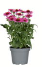 toom Baumarkt Soest - Sonnenhut Angebot im Prospekt Sonnenhut bei toom Baumarkt im Soest Prospekt für 8,99 €
