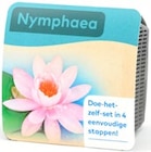 Seerose im Pflanzkorb im aktuellen Thomas Philipps Prospekt