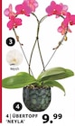 Übertopf Neyla bei Dehner Garten-Center im Prospekt "" für 9,99 €