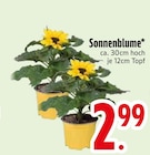 Aktuelle Blumen Angebote bei EDEKA in Augsburg Aktuelles Sonnenblume Angebot bei EDEKA in Augsburg ab 2,99 €