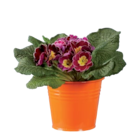 Primevère en pot en zinc en promo chez Lidl Montreuil à 1,99 €