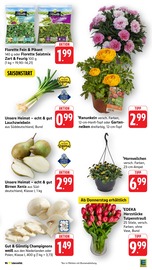 Aktueller E center Prospekt mit Salat, "Aktuelle Angebote", Seite 5