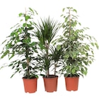 Plantes vertes - Carrefour à Paris Plantes vertes en promo chez Carrefour Paris à 10,99 €