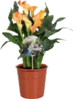 Globus-Baumarkt Biebelried - Calla (Zantedeschia) Angebot im Prospekt Calla (Zantedeschia) bei Globus-Baumarkt im Biebelried Prospekt für 6,99 €